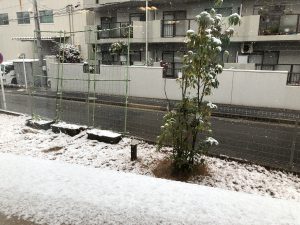 初雪⛄️    エルステージ名東