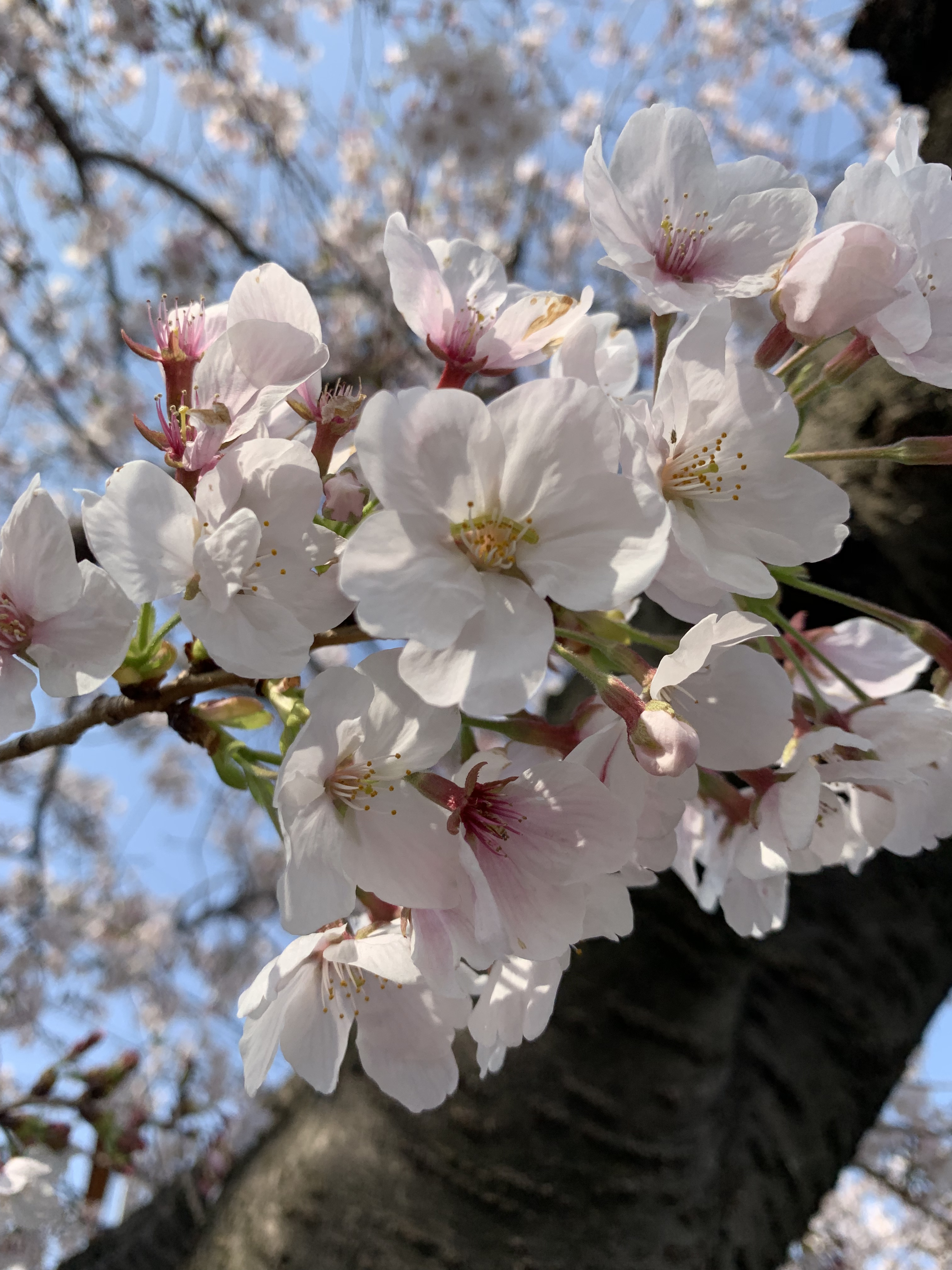 🌸4月お散歩🌸エルステージ植田🌸