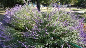 散歩byエルステージ小田井