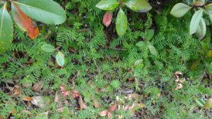 新緑　エルステージ小田井