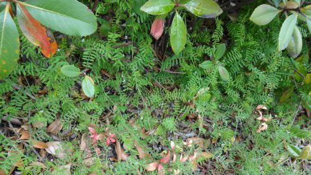 新緑　エルステージ小田井