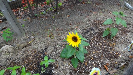 エルステージ小田井